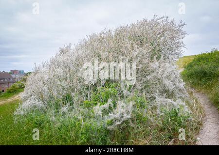 Tree full of white spider dragons in Dutch dune area Stock Photo