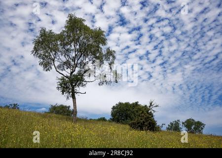 A single tree in the flower rich pasture beneath a marbled sky of blue with white clouds at Heaton Park, Manchester, England. Stock Photo