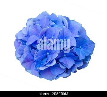 Beautiful Blue Hydrangea macrophylla Royal Pride flower close-up isolated on white background. Purple Hydrangea flower isolated for decoration and des Stock Photo
