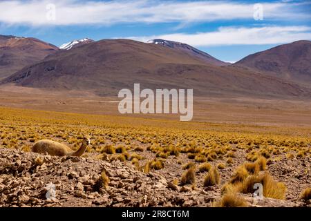 Watching a vicuna while driving the picturesque lagoon route through the remote Fauna Andina Eduardo Avaroa National Reserve in the Bolivian Altiplano Stock Photo