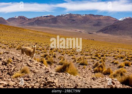 Watching a vicuna while driving the picturesque lagoon route through the remote Fauna Andina Eduardo Avaroa National Reserve in the Bolivian Altiplano Stock Photo