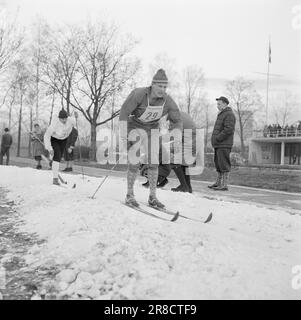 Current 3-5-1960: Long trail to the top Since he was a little boy, Einar Østby (no. 33) has set himself the Olympics as his goal. He knows the price of the places near Sixten Jernberg (No. 28). In the Monolith race, Østby secured a place on the Olympic team.  Photo: Ivar Aaserud / Aktuell / NTB ***PHOTO NOT IMAGE PROCESSED*** Stock Photo