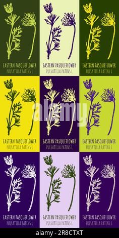 Set of vector drawing of EASTERN PASQUEFLOWER in various colors. Hand drawn illustration. Latin name PULSATILLA PATENS L Stock Vector