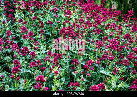 Centranthus ruber, the red valerian, spur valerian, kiss-me-quick, fox's brush, devil's beard or Jupiter's beard, is a popular garden plant grown for Stock Photo