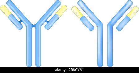 Antibody molecule. Signs or icons of an immunoglobulin. IgE concept isolated on white background. Structure of the antibody. Adaptive immune response. Stock Vector
