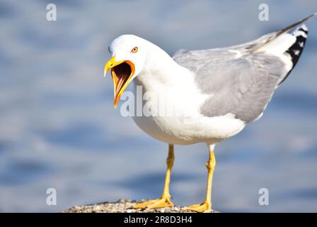 a seagull on the rock close up of protects its territory Stock Photo