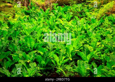 Western skunk cabbage (Lysichiton americanus), Mt Hood National Forest, Oregon Stock Photo