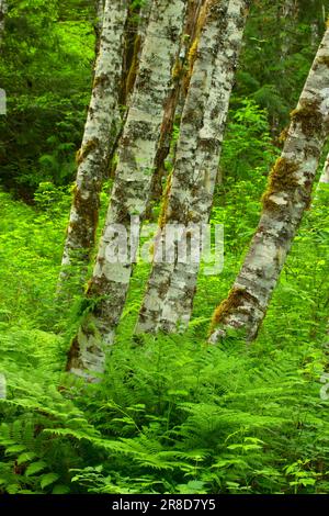 Red alder (Alnus rubra) along Lost Creek Nature Trail, Mt Hood National Forest, Oregon Stock Photo