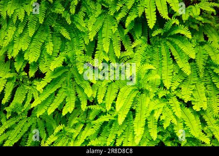 Five-finger fern (Adiantum aleuticum), Clackamas Wild and Scenic River, Mt Hood National Forest, Oregon Stock Photo