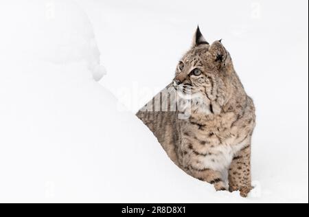 Bobcat; Lynx rufus; Montana Stock Photo