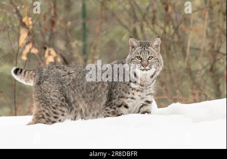 Bobcat; Lynx rufus; Montana Stock Photo