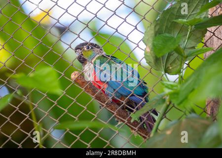 Red-bellied Parakeet (Pyrrhura perlata) in selective focus Stock Photo