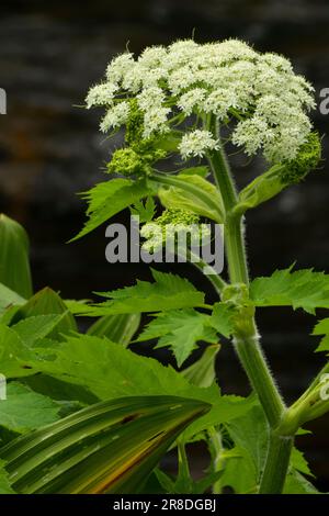 Cow parsnip (Heracleum maximum) from the Metolius River Trail, Metolius Wild and Scenic River, Deschutes National Forest, Oregon Stock Photo
