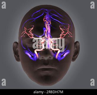 Coloured 3D computed tomography (CT) angiogram scan showing the arteries and veins supplying and draining blood from the brain of a 35 year old male patient. At the base of the skull the arteries form the circle of Willis (centre). Stock Photo