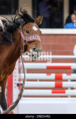 Saddle bronc horse sticking tongue out after bucking off cowboy rider at the Calgary Stampede Rodeo Stock Photo