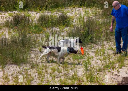Manitowoc, WI USA Jun 19 2023: A man, an experienced trainer and his perfectly trained hunting dogs -English springer spaniel Stock Photo