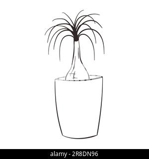 Beaucarnea recurvata line art icon. Beautiful house plant in pot. Houseplant care concept. Nolina palm tree silhouette. Isolated vector illustration. Stock Vector