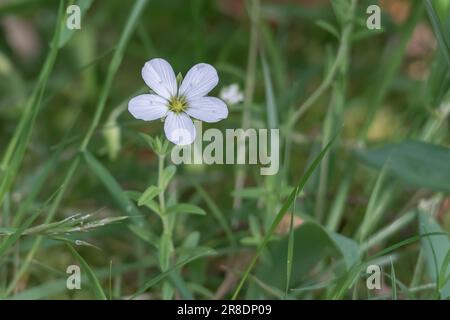 mountain sandworth flower close up growing on the field arenaria montana Stock Photo