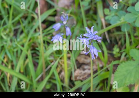 alpine squill or Scilla bifolia flowers blooming on the field outdoors Stock Photo