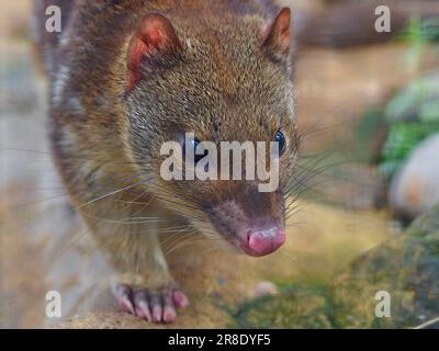 A closeup portrait of an active agile Spotted-tail Quoll in natural beauty. Stock Photo