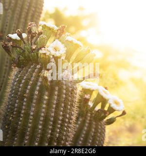 USA, Arizona, Tucson, Close-up of blooming prickly pear cactus in sunlight Stock Photo