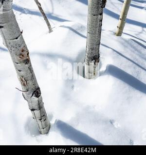 Aspen trees in deep snow Stock Photo