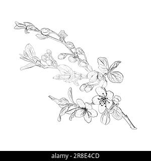 Vector illustration of blooming branches of cherry, sakura, apple, plum, wild cherry plum, bird cherry. Realistic black outline of flowers, buds and Stock Vector
