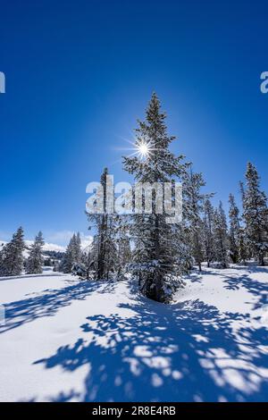 USA, Idaho, Sun Valley, Sun shining through fir tree covered with snow Stock Photo