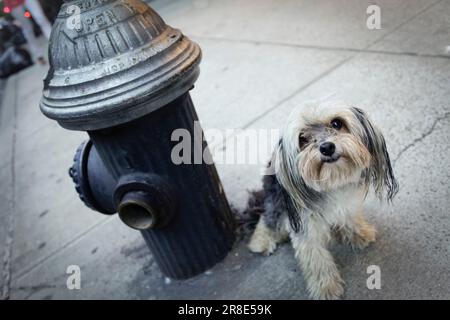 Small dog sitting on sidewalk next to fire hydrant Stock Photo