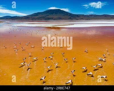 Aerial view of flamingos in the colorful Laguna Colorada in the remote Fauna Andina Eduardo Avaroa National Reserve in the Bolivian Altiplano Stock Photo