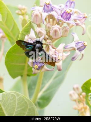 A tropical carpenter bee drinking nectar from the milky weed flowers close-up shot. Stock Photo
