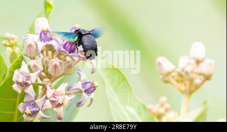 A tropical carpenter bee sipping nectar from the milky weed flowers, hovering over the flowers, wings in motion. Stock Photo