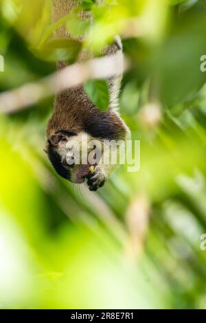 An isolated grizzled giant squirrel hanging down from a branch and eating fruit. Stock Photo