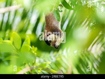 A beautiful grizzled giant squirrel hanging down from a branch and holding a fruit in both hands and feeding side view. Stock Photo