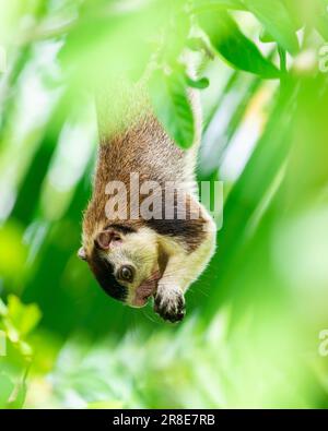 grizzled giant squirrel (Ratufa macroura) hanging down from a branch and holding a fruit in both hands and eating side view photo. Stock Photo