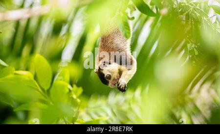 Beautiful grizzled giant squirrel (Ratufa macroura) hanging down from a branch and holding a fruit in both hands and feed. Stock Photo