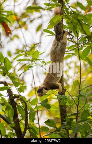 Grizzled giant squirrel (Ratufa macroura) hanging down from a branch and searching for food in the forest. Stock Photo
