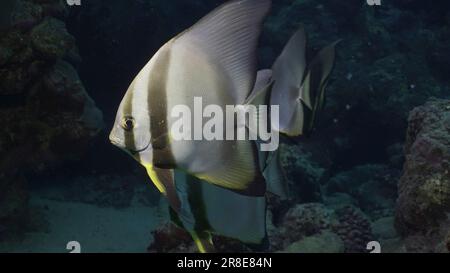 A group of Blunthead Batfish or Longfin Batfish (Platax teira) stands under rock in its shadow, Red sea, Egypt Stock Photo