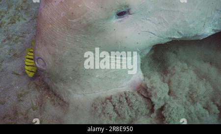 Red Sea, Egypt. 17th June, 2023. Top view of Dugong or Sea Cow (Dugong dugon) accompanied by school of Golden trevally fish (Gnathanodon speciosus) feeding Smooth ribbon seagrass, Red sea, Egypt (Credit Image: © Andrey Nekrasov/ZUMA Press Wire) EDITORIAL USAGE ONLY! Not for Commercial USAGE! Stock Photo