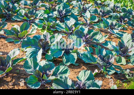 Purple Kohlrabi (German turnip or turnip cabbage) in garden bed in vegetable field. Stock Photo