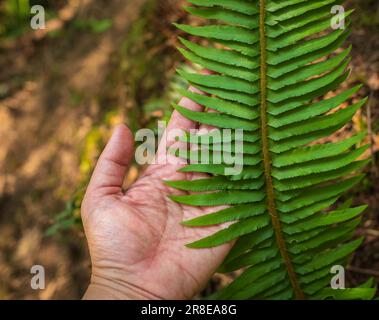 Hand touching green forest fern leaf. Close up of explorer hand in green rainy forest. A woman's hand and a fern leaf. Man and nature. Survival travel Stock Photo