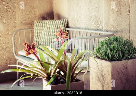 Home plants with cosy sofa and pillow, vintage style Stock Photo
