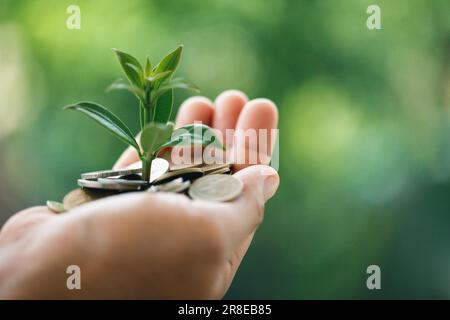 The green plant grow on coin stack is a business growth concept. The hand that is holding coin tree with some natural background is shown the business Stock Photo