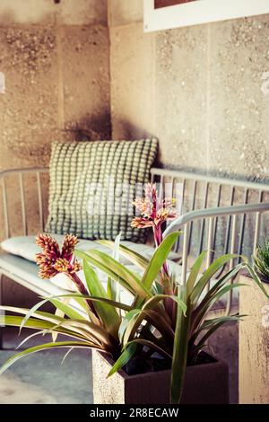 Home plants with cosy sofa and pillow, vintage style Stock Photo