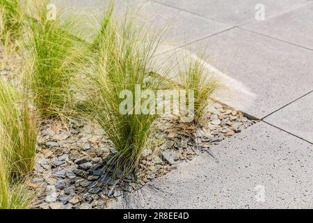 Detail of ornamental grasses in small urban garden, patio or terrace Stock Photo
