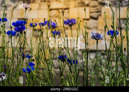 Sunlit blue flowers in the garden against the background of a yellow York stone wall. Stock Photo