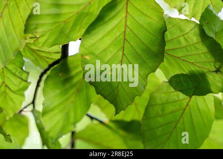 vibrant green leaves background Stock Photo