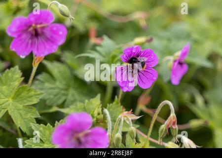 bumble bees on purple flowers Stock Photo
