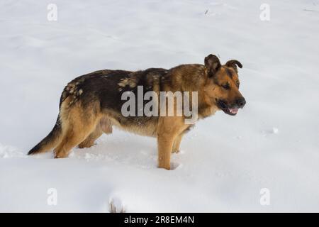 tired dog looking for a man in the winter in the snow Stock Photo