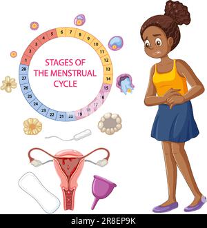 Stages of the Menstrual Cycle Concept illustration Stock Vector Image ...